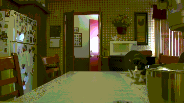 고양이 접금방지용 매트.gif