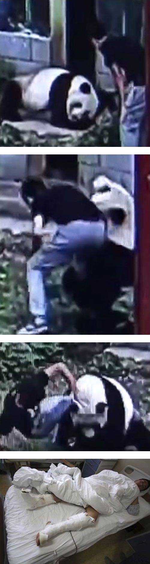 팬더의 흉폭성.jpg
