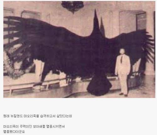 멸종된 독수리 하스트 이글