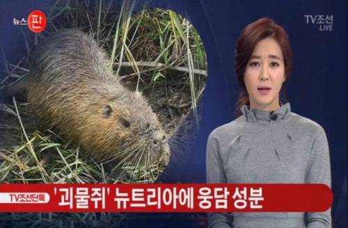 뉴트리아 멸종되려나.jpg