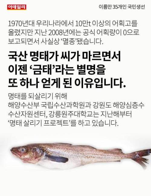 이름만 35개인 국민생선 ..