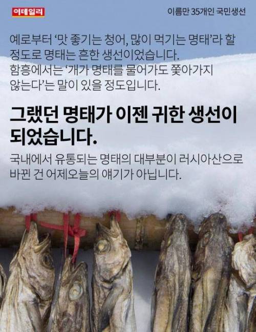 이름만 35개인 국민생선 ..