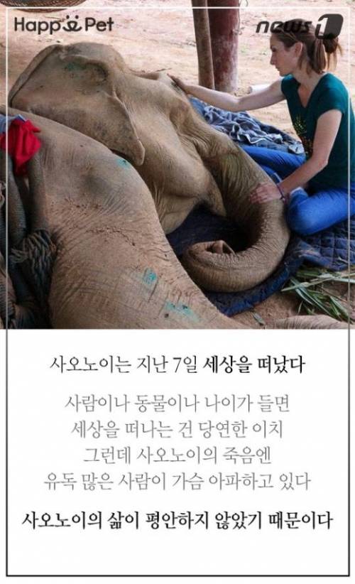 할머니 코끼리의 삶.jpg