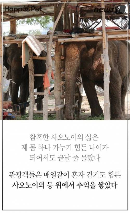 할머니 코끼리의 삶.jpg