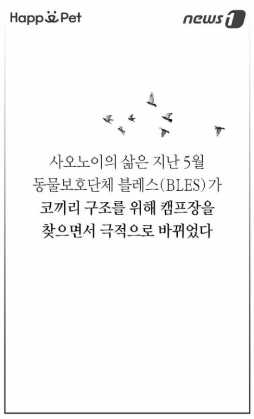 할머니 코끼리의 삶.jpg