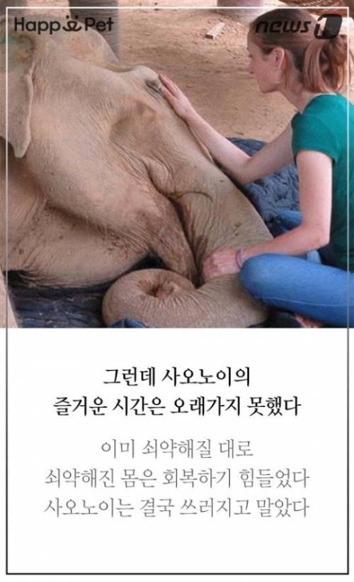 할머니 코끼리의 삶.jpg