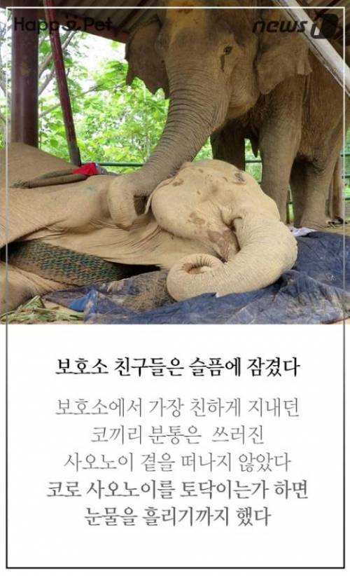 할머니 코끼리의 삶.jpg