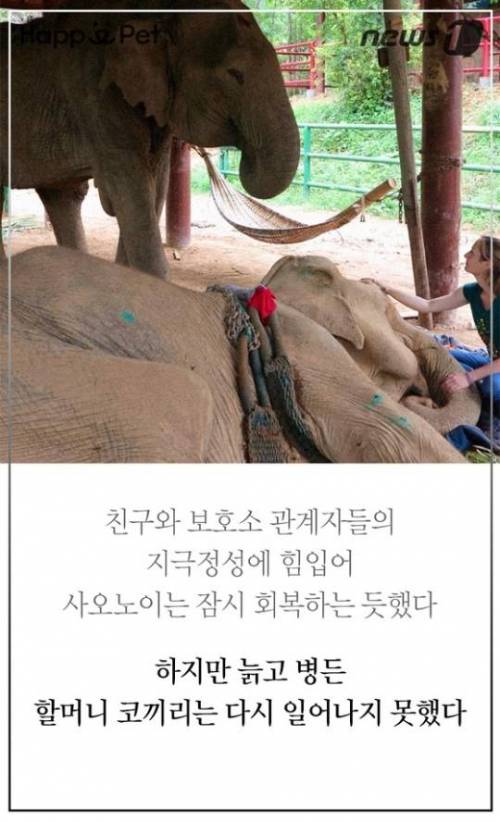 할머니 코끼리의 삶.jpg