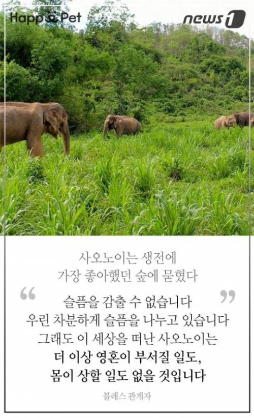 할머니 코끼리의 삶.jpg