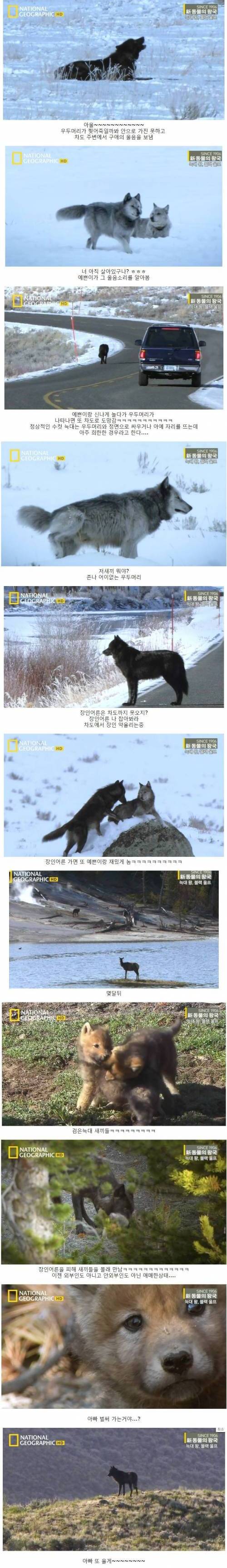검은 늑대의 사랑.jpg