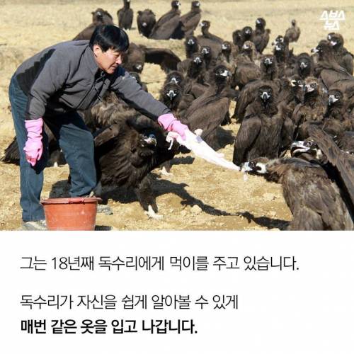 18년째 독수리 먹이주는 전직 미술선생님.jpg