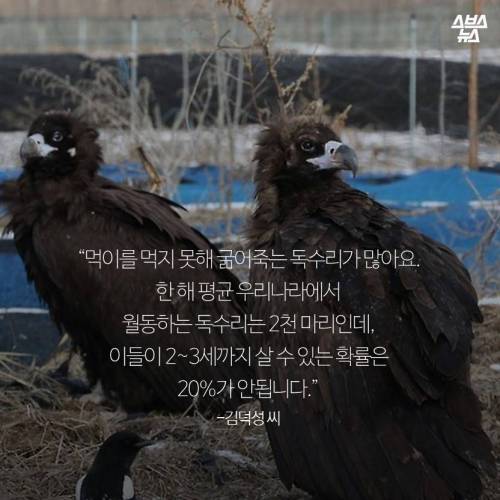 18년째 독수리 먹이주는 전직 미술선생님.jpg