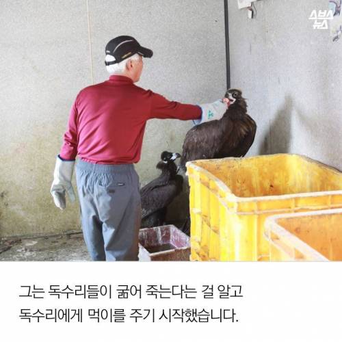 18년째 독수리 먹이주는 전직 미술선생님.jpg