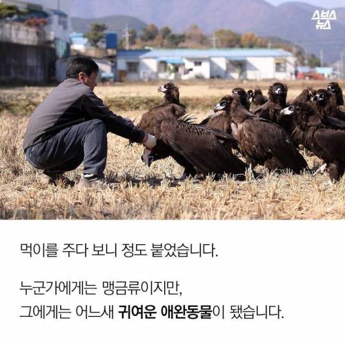 18년째 독수리 먹이주는 전직 미술선생님.jpg