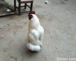 양반닭.gif
