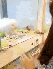 강아지 강매 현황.gif