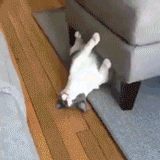 5번 파양된 고양이.gif
