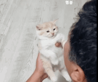 고양이 데리고 오면 내다 버린다던 아버지.gif