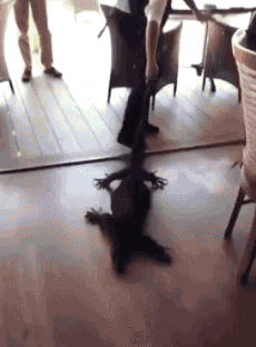 호주의 흔한 진상 고객 퇴치.gif