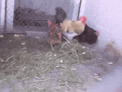 소림치킨.gif