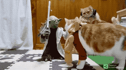 고양이 장난감 레전드.gifs