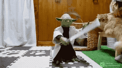 고양이 장난감 레전드.gifs