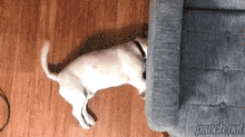 멍뭉이의 집념.gif