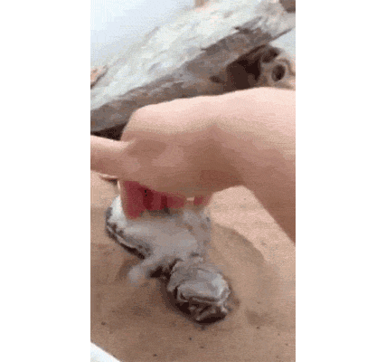 도마뱀의 애교.gif