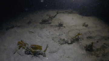먹고 먹히는 동물의 세계.gif