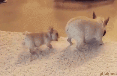 아빠 괴롭히는 멍뭉이.gif
