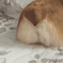 식빵 뒤태.gif