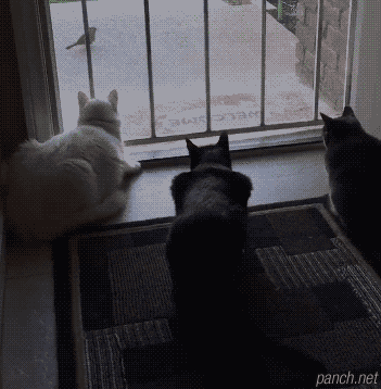 고양이가 개를 싫어하는 이유.gif
