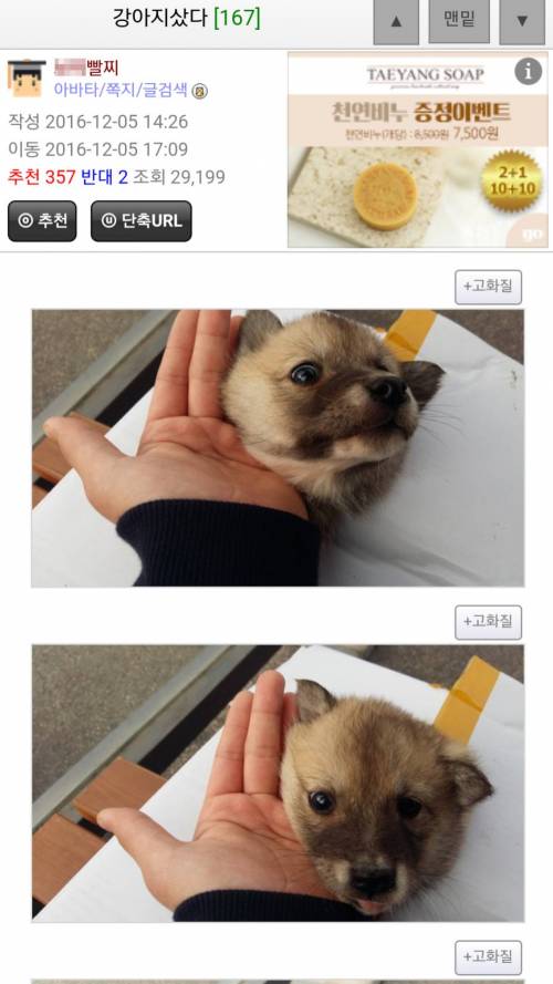강아지 이름 바꾼다.jpg