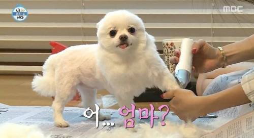 [스압] 한채아의 셀프 미용.jpg