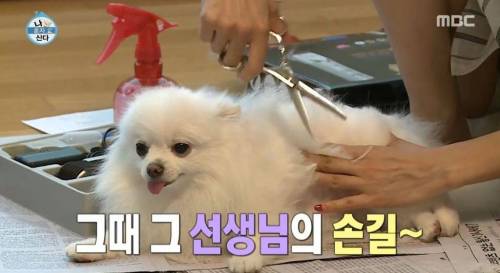 [스압] 한채아의 셀프 미용.jpg