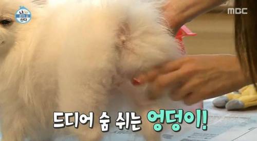 [스압] 한채아의 셀프 미용.jpg