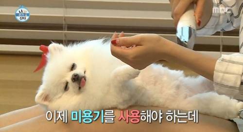 [스압] 한채아의 셀프 미용.jpg