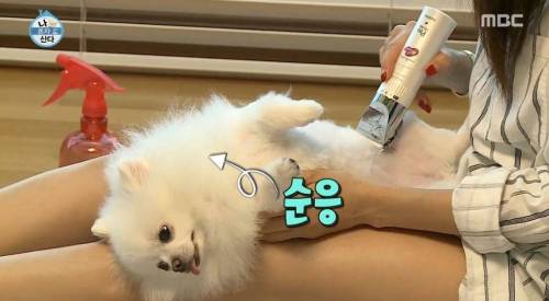 [스압] 한채아의 셀프 미용.jpg