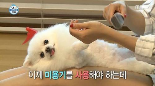 [스압] 한채아의 셀프 미용.jpg