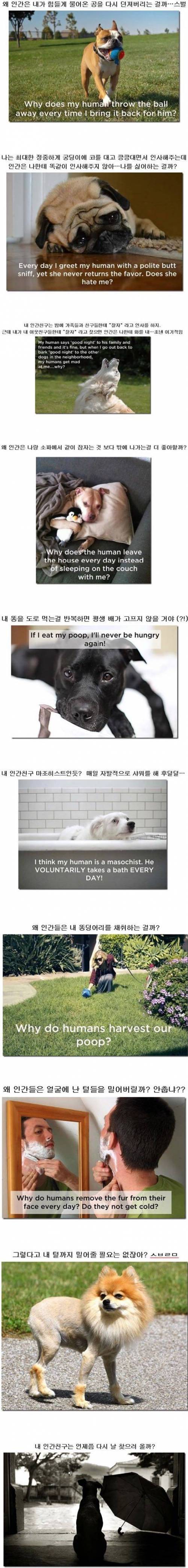 개들이 본 인간.jpg