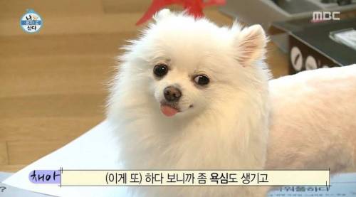 [스압] 한채아의 셀프 미용.jpg