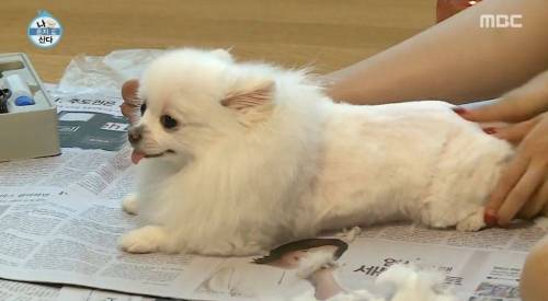 [스압] 한채아의 셀프 미용.jpg