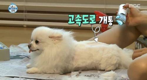 [스압] 한채아의 셀프 미용.jpg