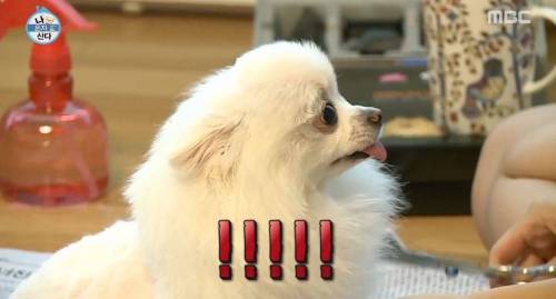 [스압] 한채아의 셀프 미용.jpg