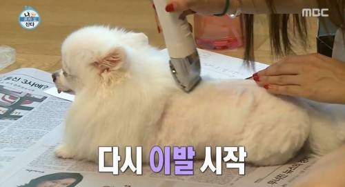 [스압] 한채아의 셀프 미용.jpg