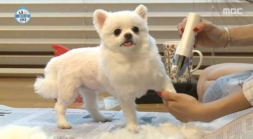 [스압] 한채아의 셀프 미용.jpg