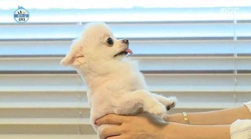 [스압] 한채아의 셀프 미용.jpg