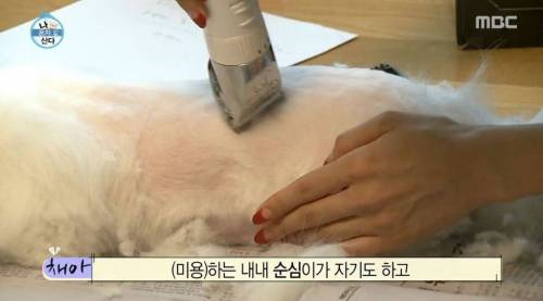[스압] 한채아의 셀프 미용.jpg