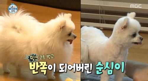 [스압] 한채아의 셀프 미용.jpg