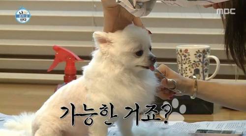 [스압] 한채아의 셀프 미용.jpg